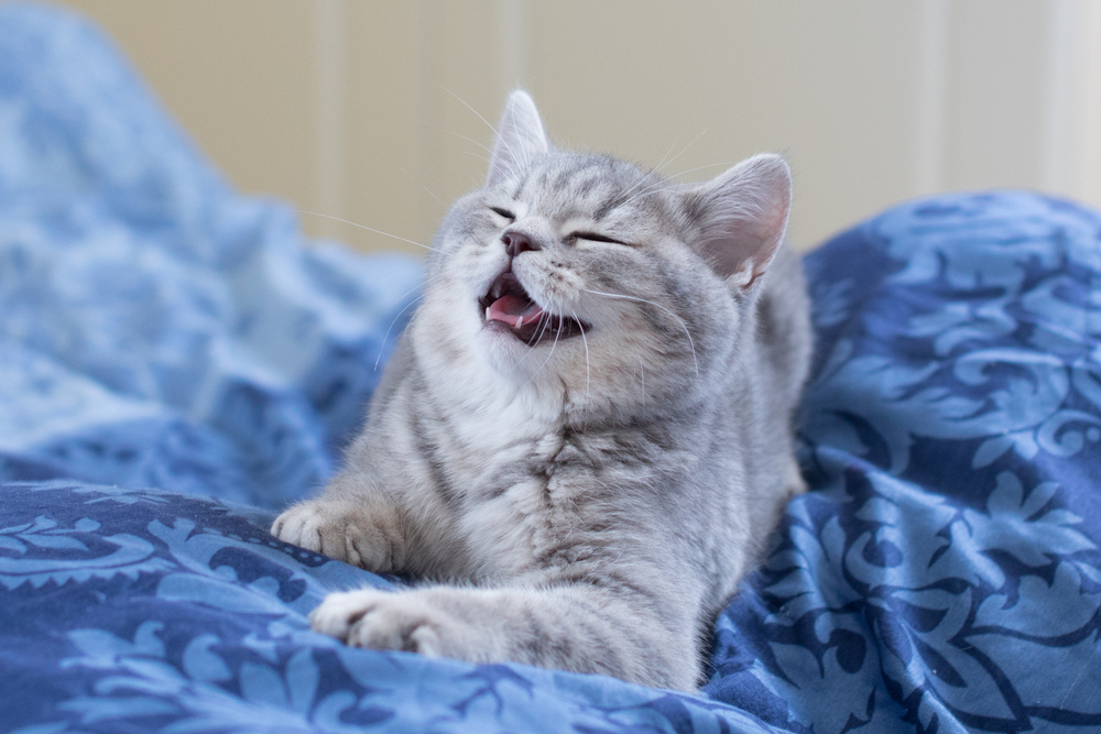 Garip Ağız Hareketleri Yapan Kedi Size Fısıldıyor mu?