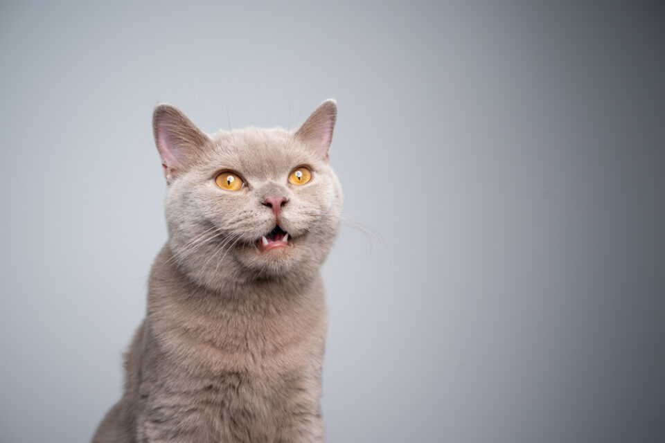 Cat Making Weird Mouth Movements Is She Whispering To You?