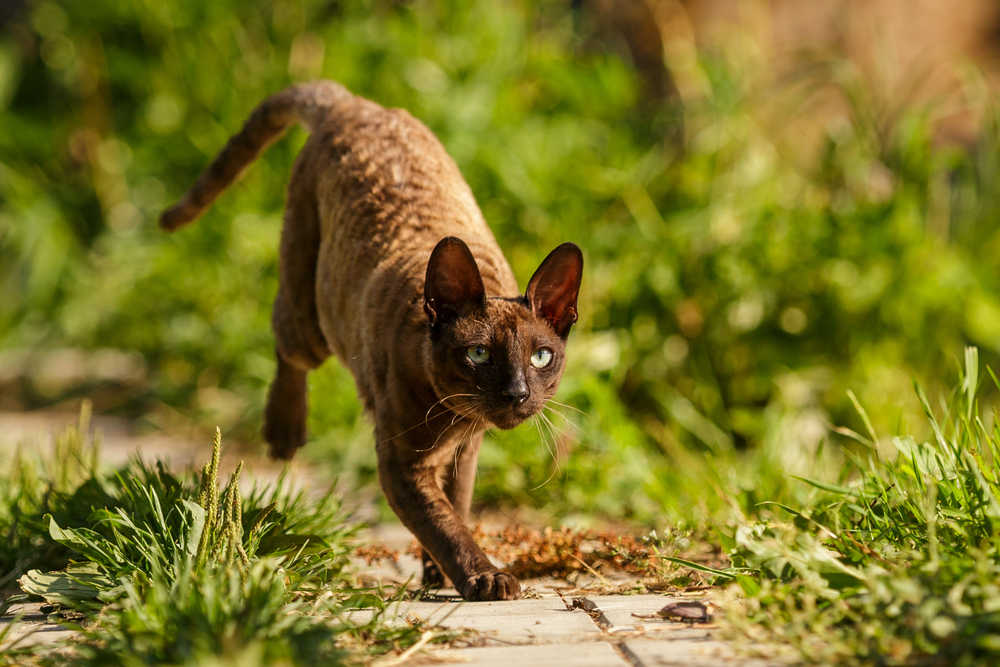 Curl Craze: Kıvırcık Tüylü Kedilerin Pati Dünyası