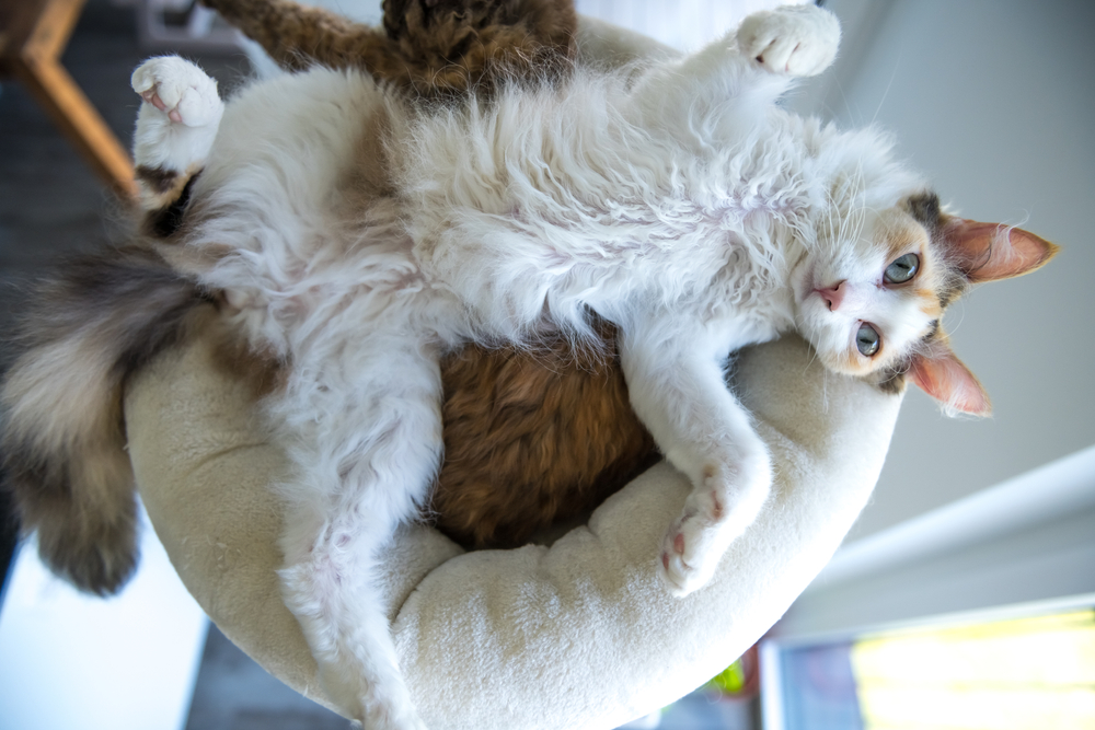 Curl Craze The Pawesome World Of Cats With Curly Hair