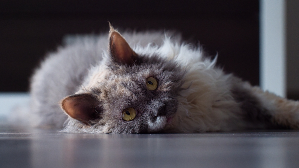 Curl Craze: Kıvırcık Tüylü Kedilerin Pati Dünyası