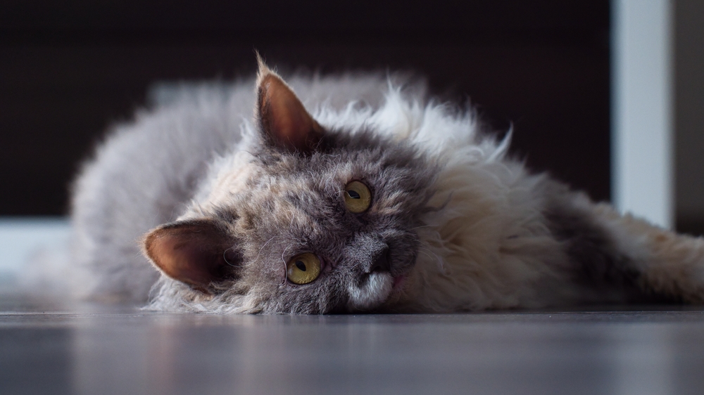 Curl Craze: The Pawesome World Of Cats With Curly Hair