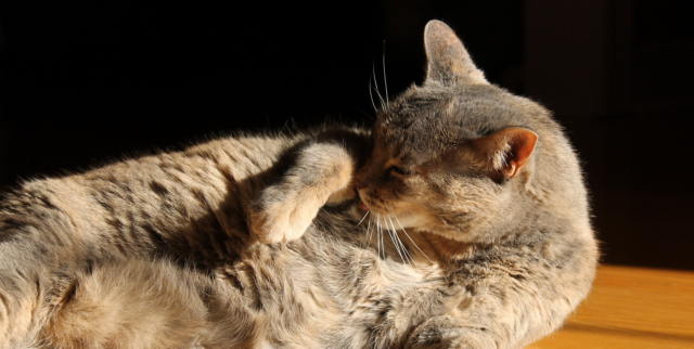 Dilute Tortoiseshell Cat