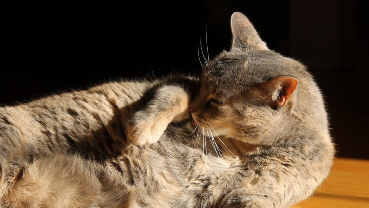 Dilute Tortoiseshell Cat: Neden Bu Tüyleri Almalısınız