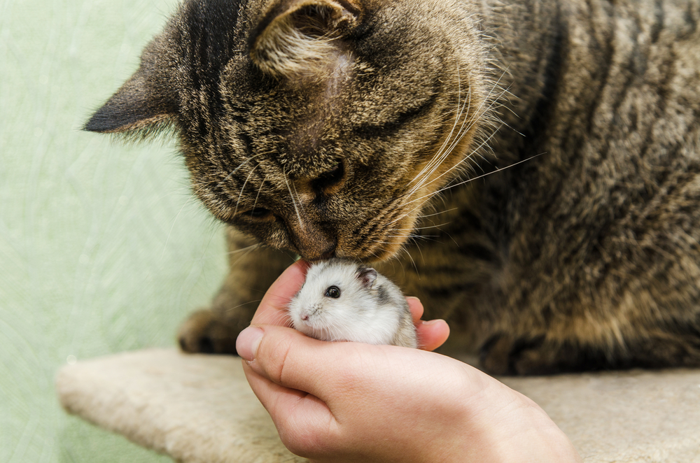 Kediler Hamster Yer mi? Evcil Hayvanınızı Korumanın 4 Yolu