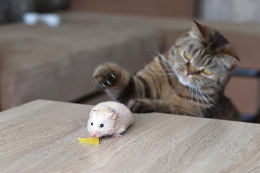 Do Cats Eat Hamsters? 4 Ways To Protect Your Pet