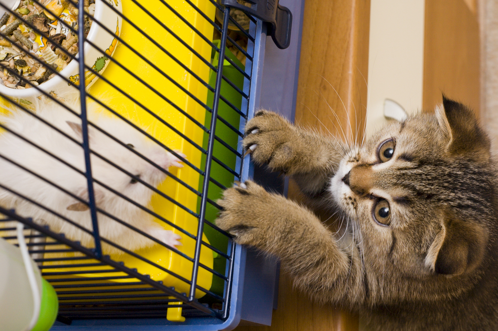 Kediler Hamster Yer mi? Evcil Hayvanınızı Korumanın 4 Yolu