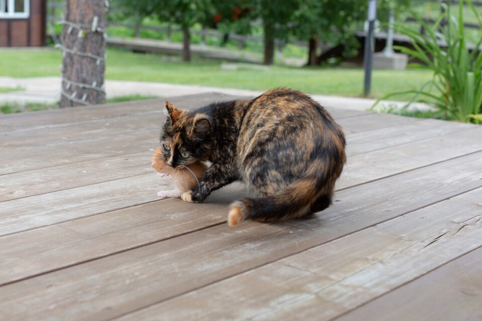 How To Stop My Cat From Moving Her Kittens 5 Tips That Work