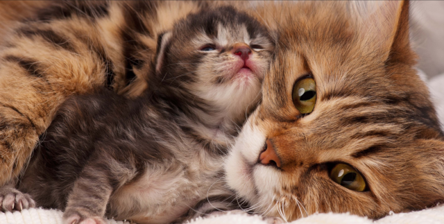 How To Stop My Cat From Moving Her Kittens