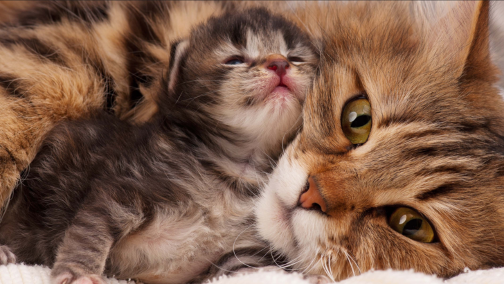 How To Stop My Cat From Moving Her Kittens: 5 Tips That Work