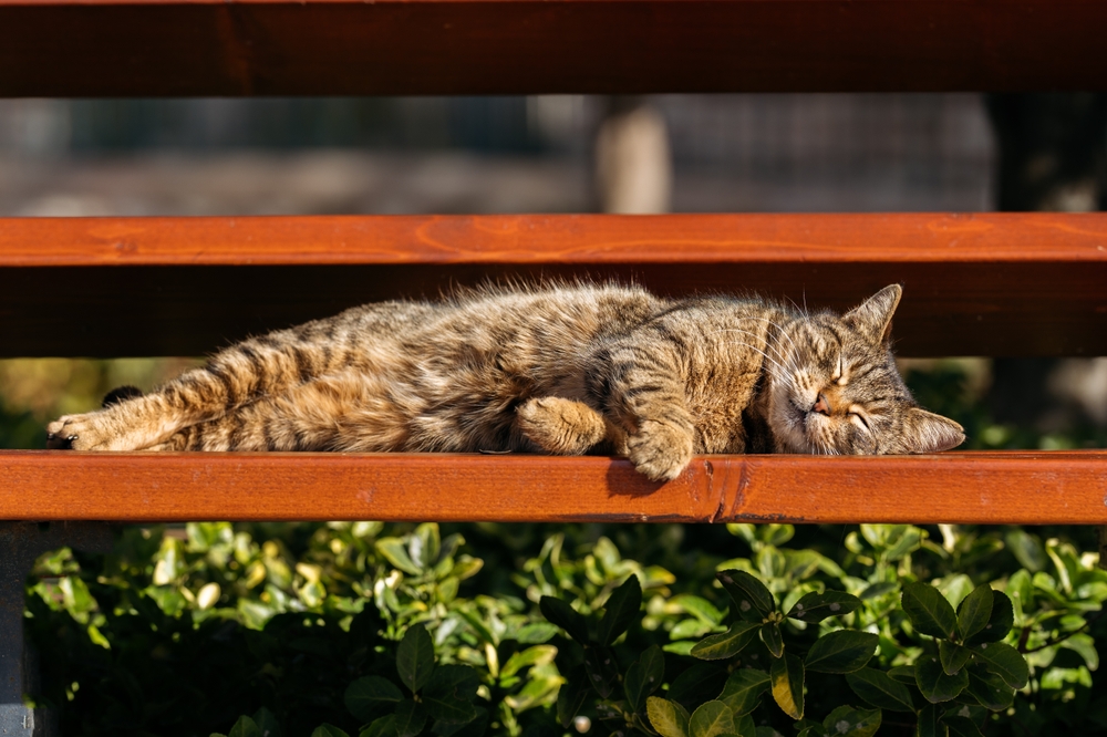 Merak Ediyorum Kapalı Alanda Yaşayan Bir Kedi Dışarıda Ne Kadar Yaşayabilir?