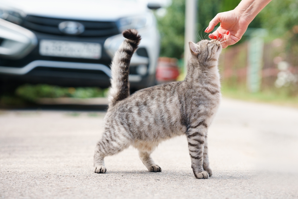 Merak Ediyorum Kapalı Alanda Yaşayan Bir Kedi Dışarıda Ne Kadar Yaşayabilir?