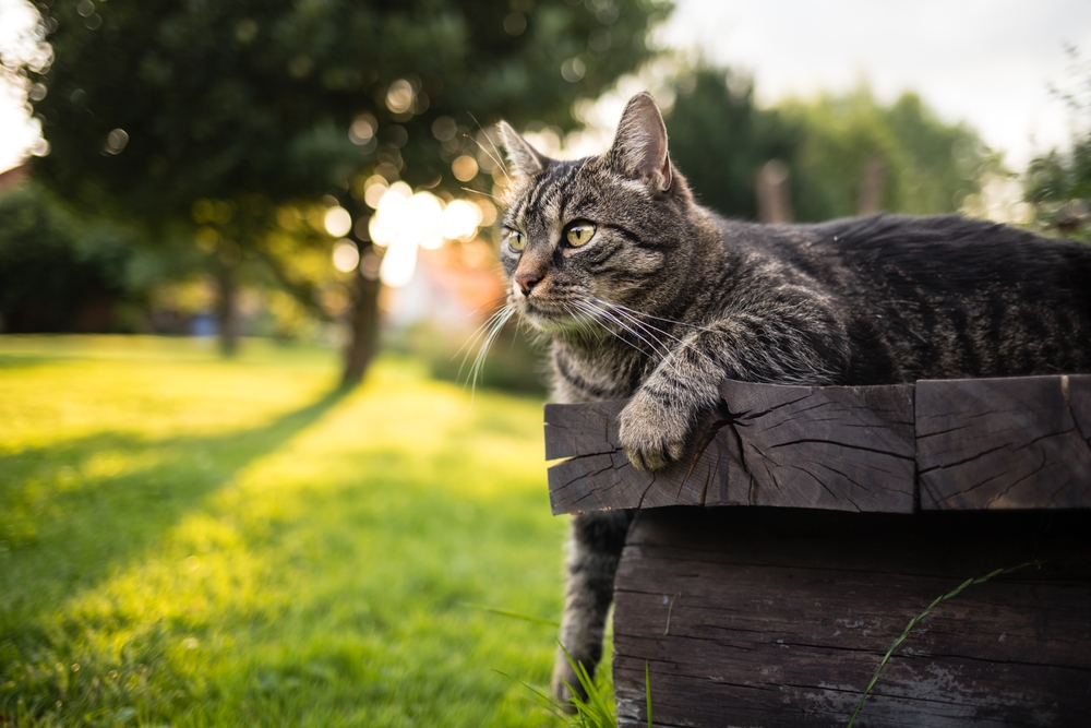 I'm Curious How Long Can An Indoor Cat Survive Outside