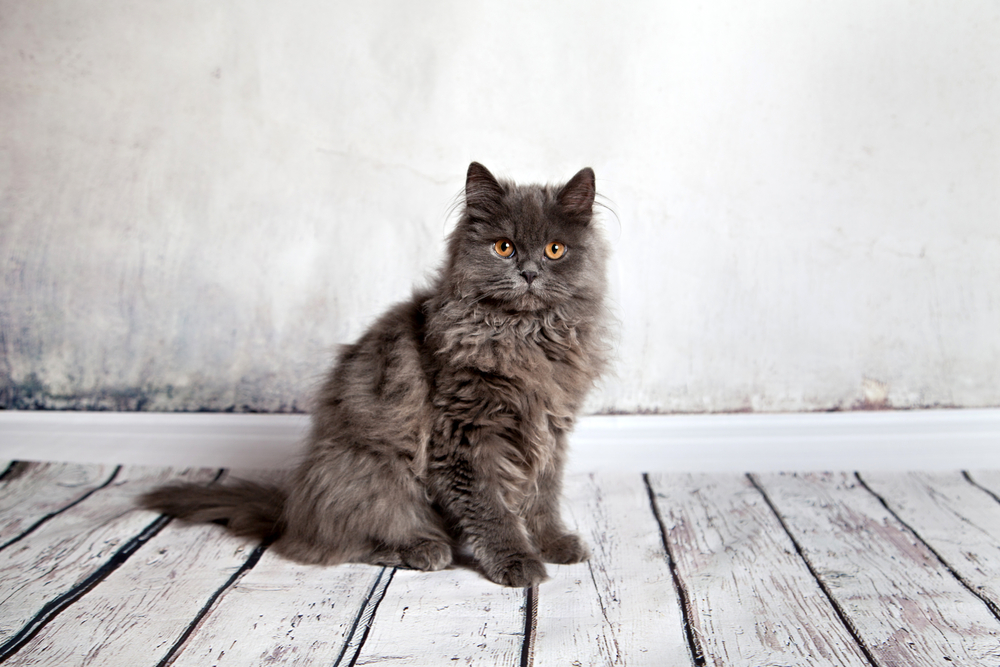 Persian Cat Behavior Problems: 9 Possible Red Flags