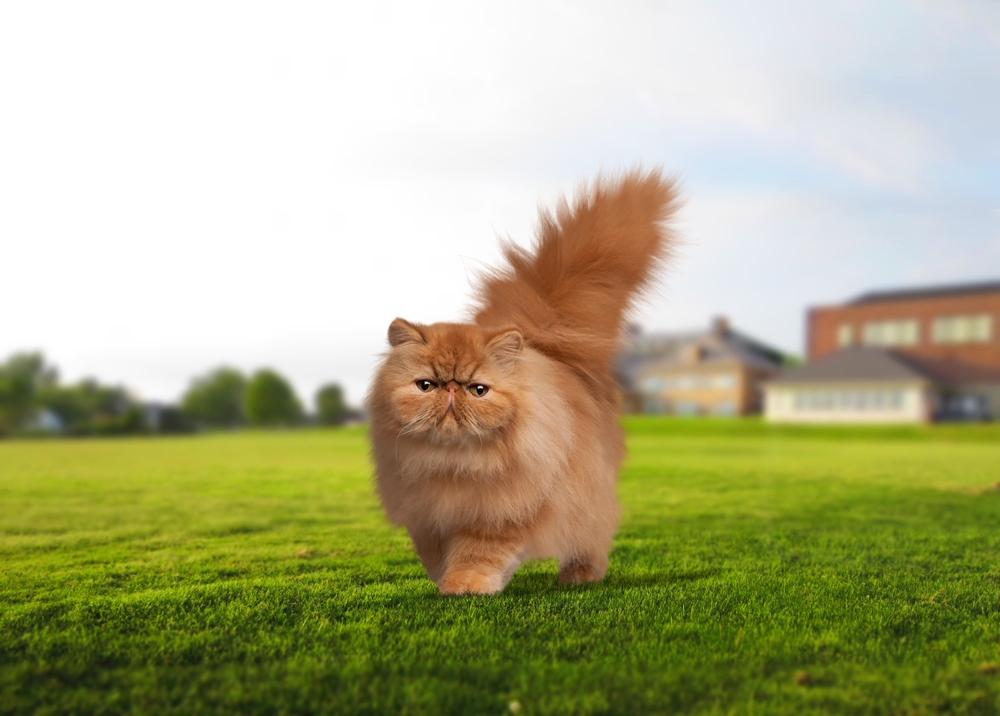 Persian Cat Behavior Problems: 9 Possible Red Flags