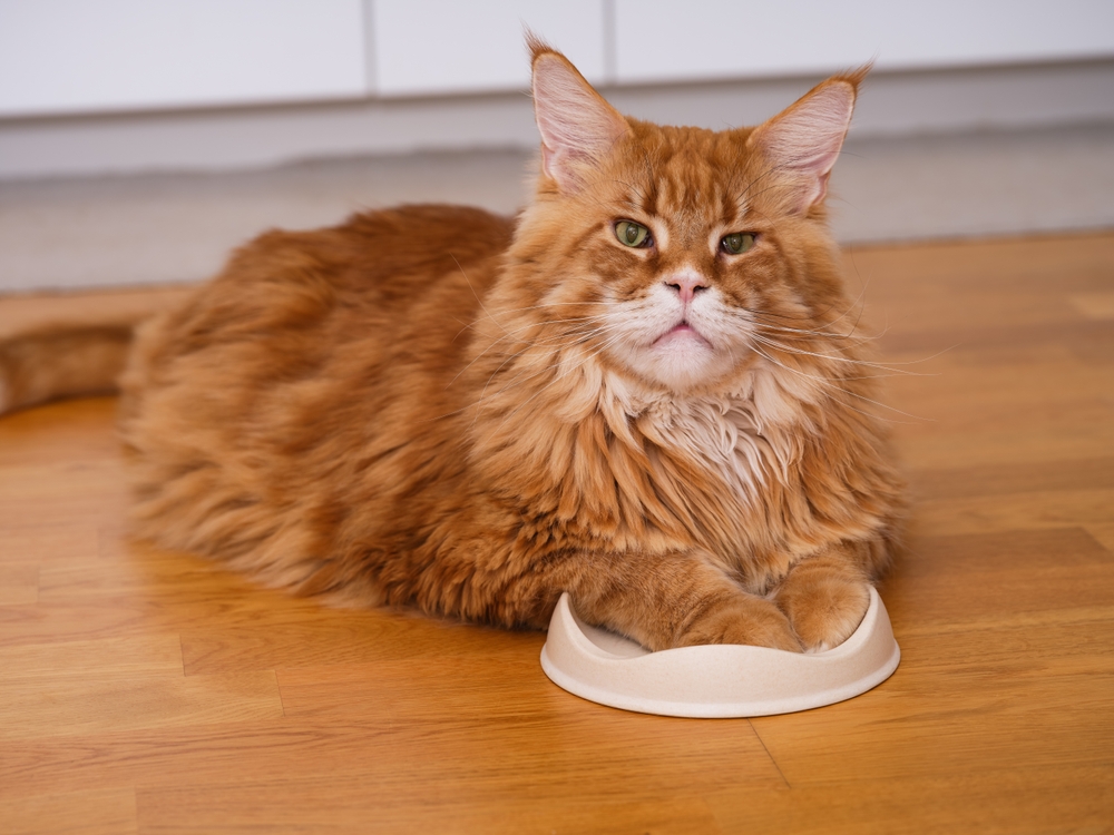 Red Maine Coon: A Great Way To Spice Up Your Cat Clan