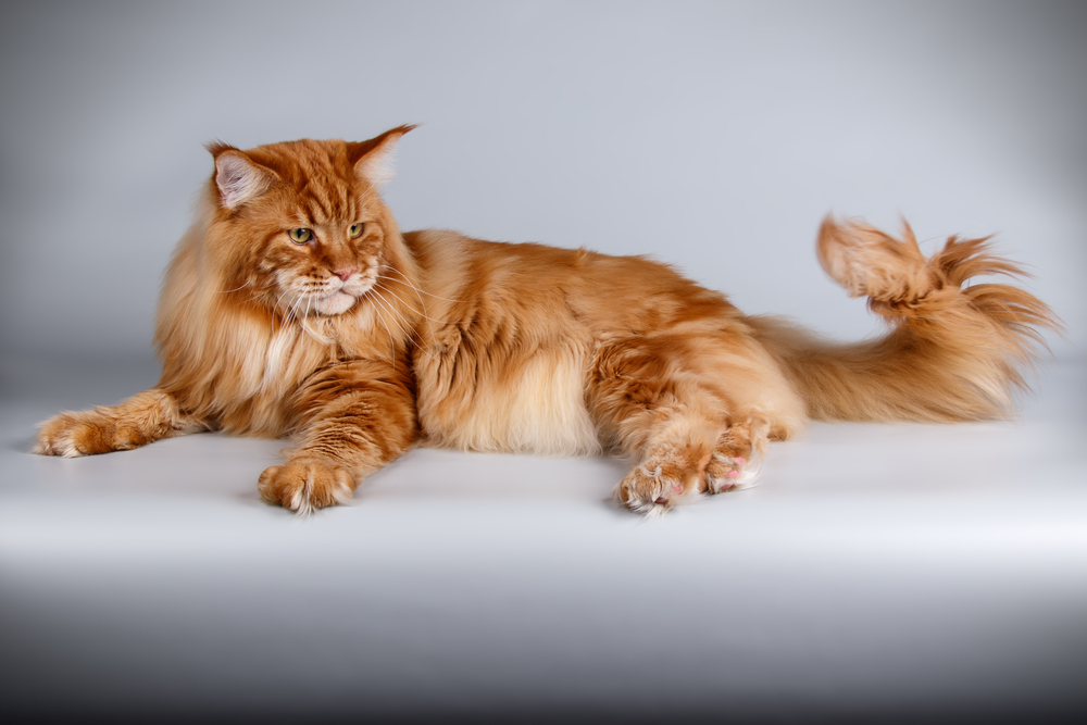 Red Maine Coon: A Great Way To Spice Up Your Cat Clan