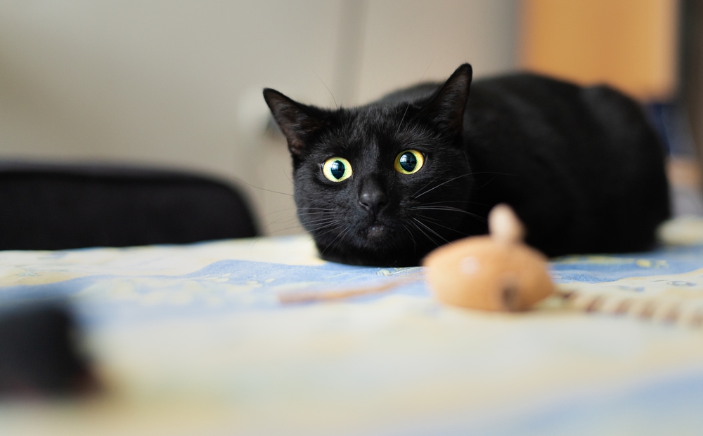 The Mystery Of A Disoriented Cat With Dilated Pupils