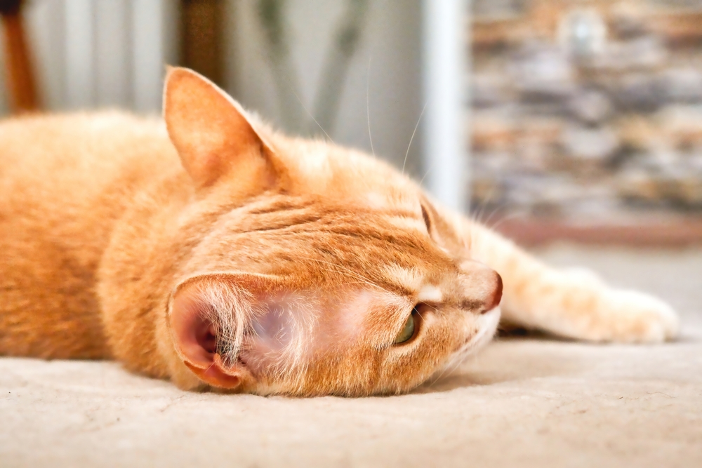 En Zor Görev: Ölmek Üzere Olan Kedimi Yalnız mı Bırakmalıyım?