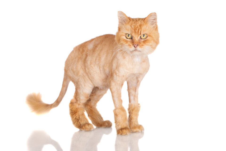 The Truth Behind The Lion Cut For Cats Yes Or No?