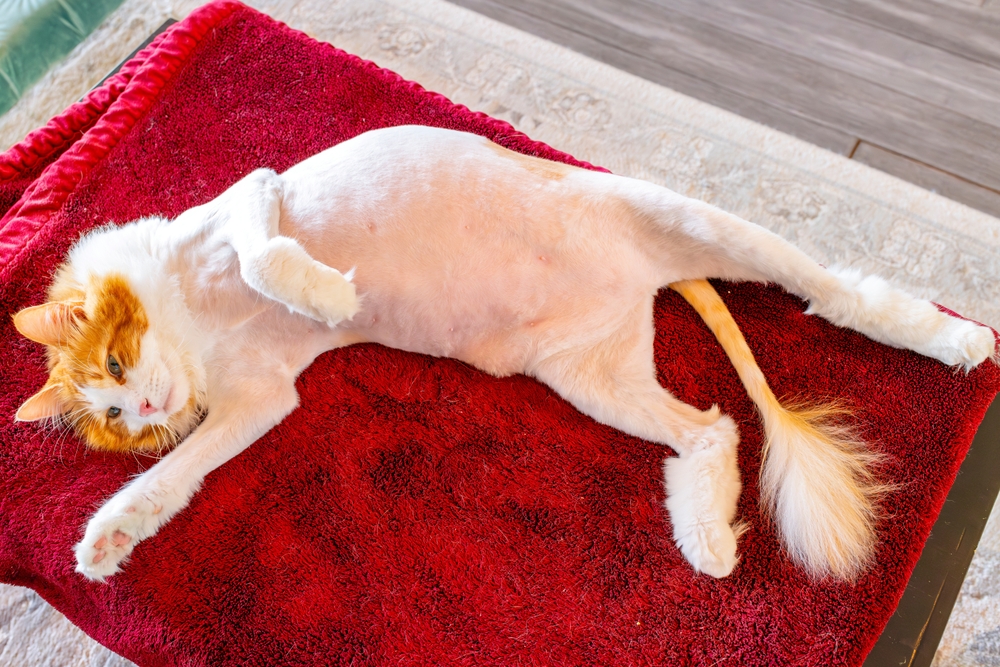 The Truth Behind The Lion Cut For Cats: Yes Or No?