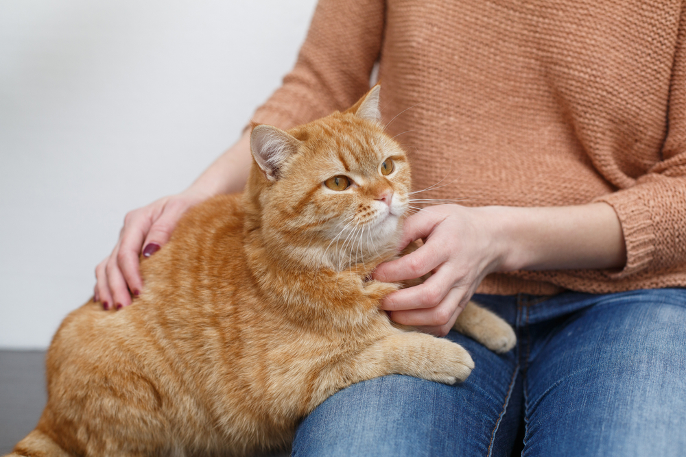 Why Do Cats Like Being Slapped? 8 Surprising Reasons