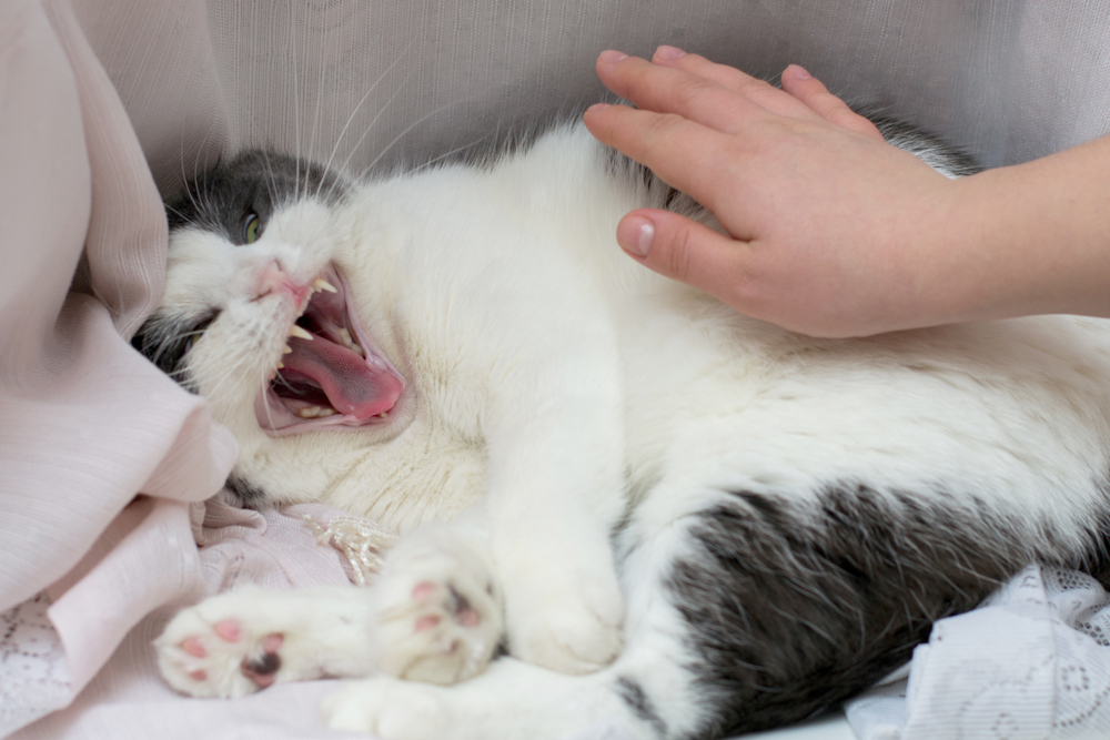 Why Do Cats Like Being Slapped? 8 Surprising Reasons