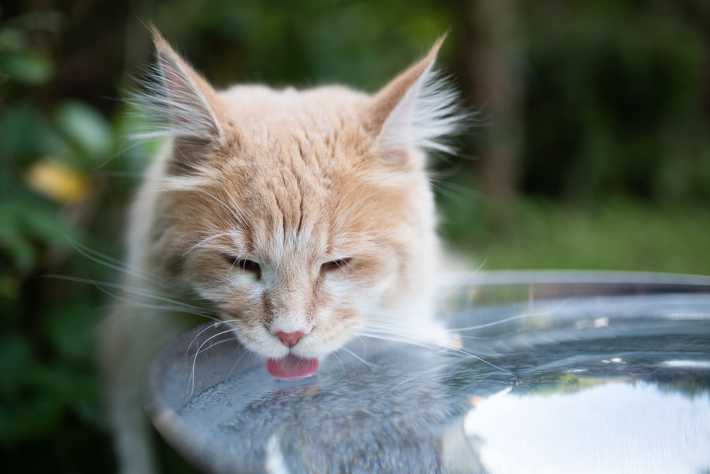 Why Is My Cat Drinking A Lot Of Water And Meowing?!