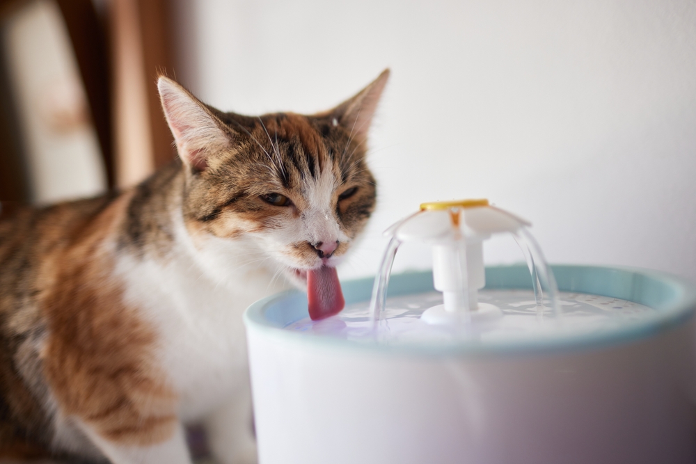 Why Is My Cat Drinking A Lot Of Water And Meowing?!