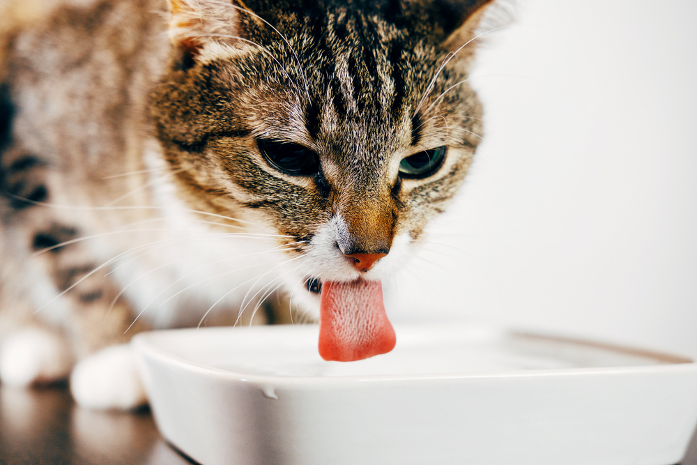 Why Is My Cat Drinking A Lot Of Water And Meowing?!