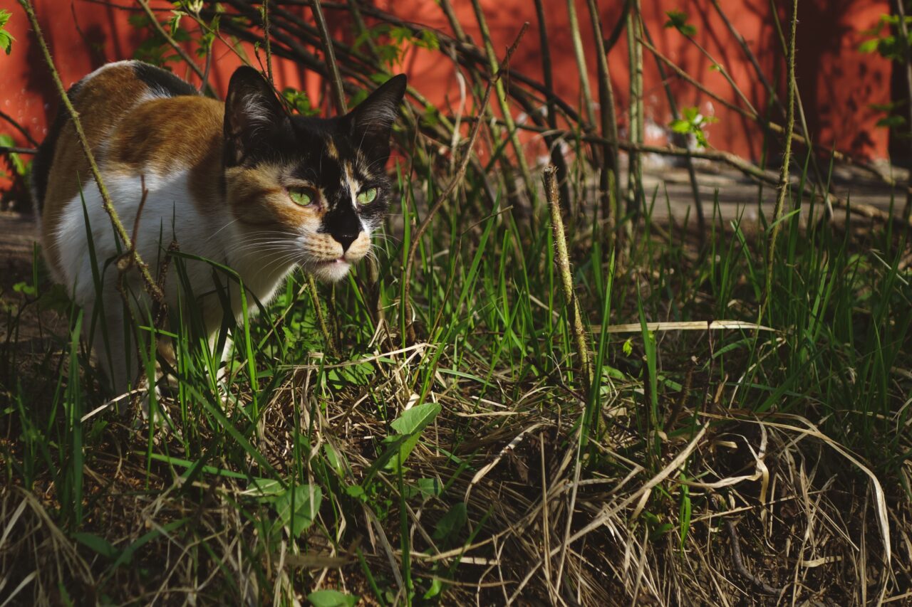 Why Is My Cat Eating Ants? What's Up With That?