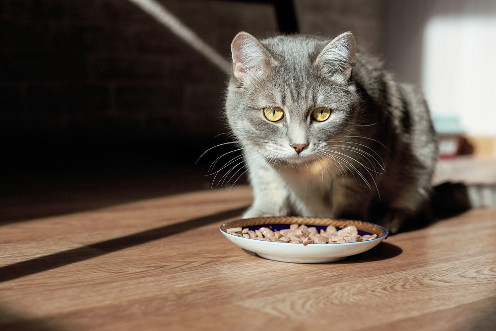 Taşındıktan Sonra Kedim Neden Yemek Yemiyor? Ona Nasıl Yardım Edebilirim?