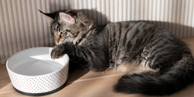 Why is my cat drinking a lot of water and meowing