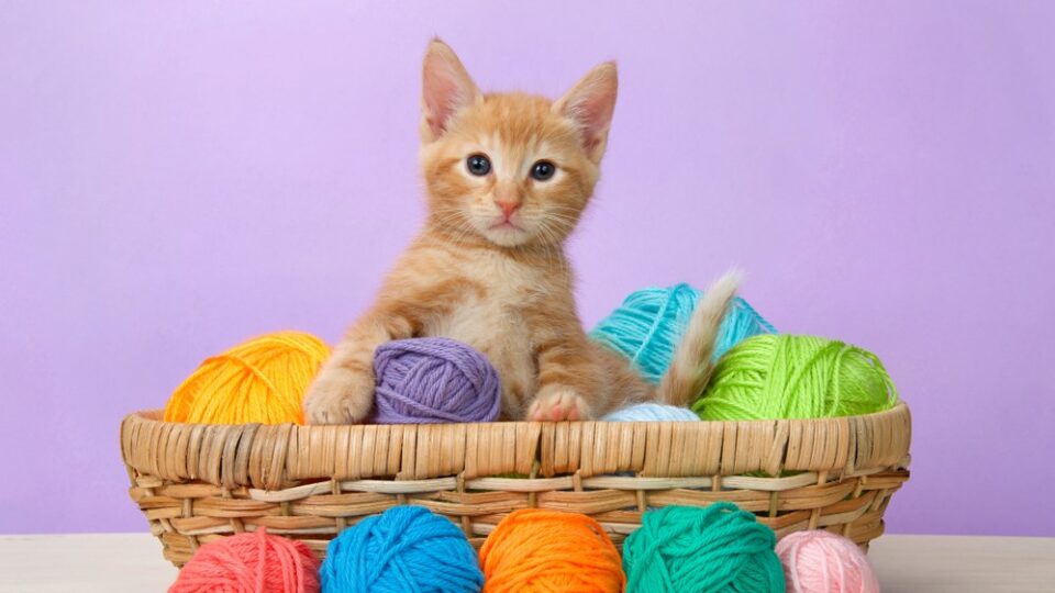 160+ Adorable African Cat Names For Your Little Lion