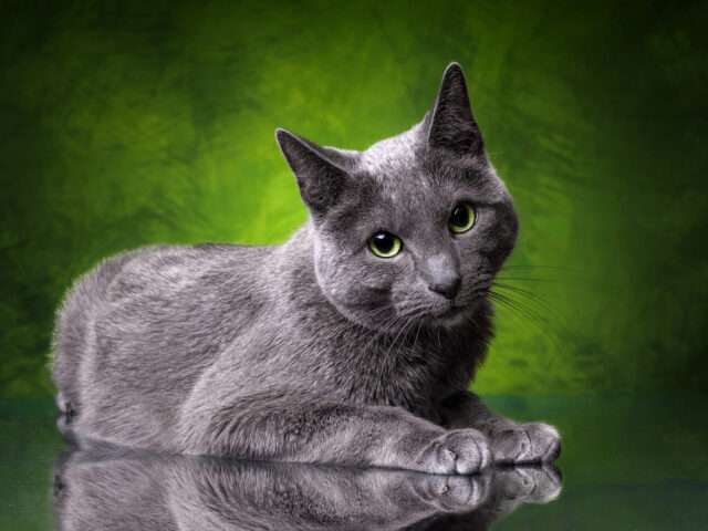 are russian blue cats aggressive