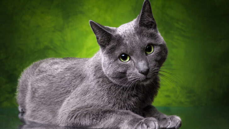 Rus Mavi Kedileri Agresif mi? Gizemi Çözmek