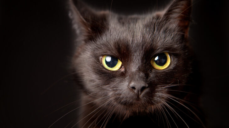 4 Mysterious Breeds Of A Black Cat With Yellow Eyes