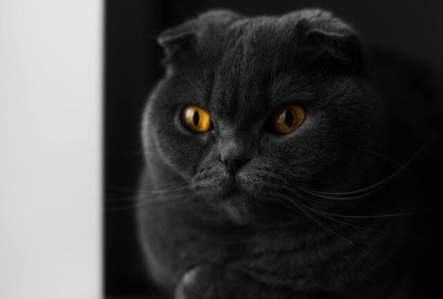 black scottish fold
