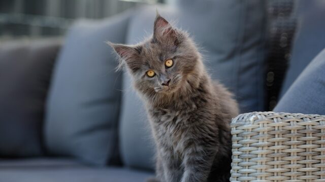 blue maine coon