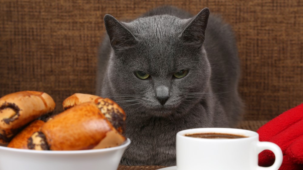 can cats eat poppy seeds
