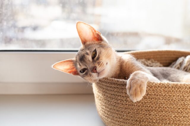 cat depression after new kitten