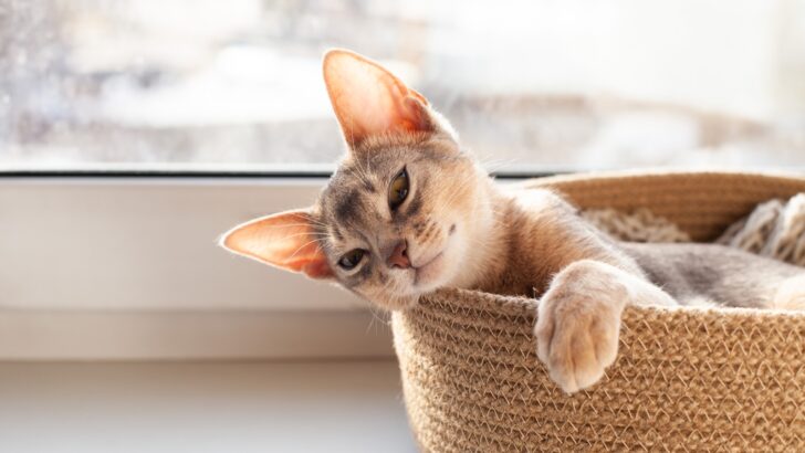 Yeni Bir Yavru Kediden Sonra Kedi Depresyonunun 8 Uyarı İşareti