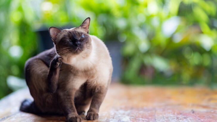 Kediniz Kanayana Kadar Yüzünü Kaşıyor mu? İşte Nasıl Yardım Edeceğiniz