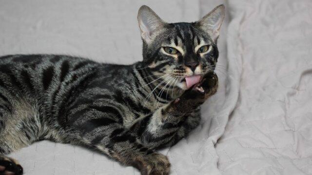 charcoal bengal