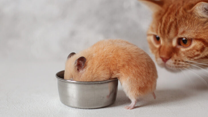Kediler Hamster Yer mi? Evcil Hayvanınızı Korumanın 4 Yolu