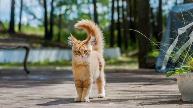 how long can an indoor cat survive outside