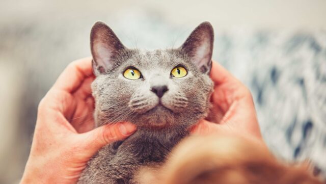 how much attention do cats need