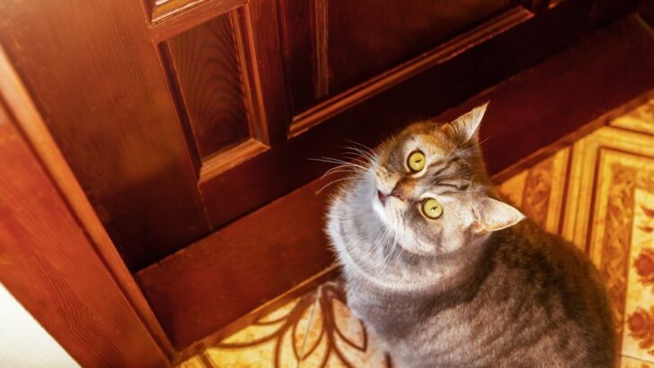 Bir Kedi Odadan Nasıl Uzak Tutulur? 8 Denenmiş ve Doğru Püf Noktası