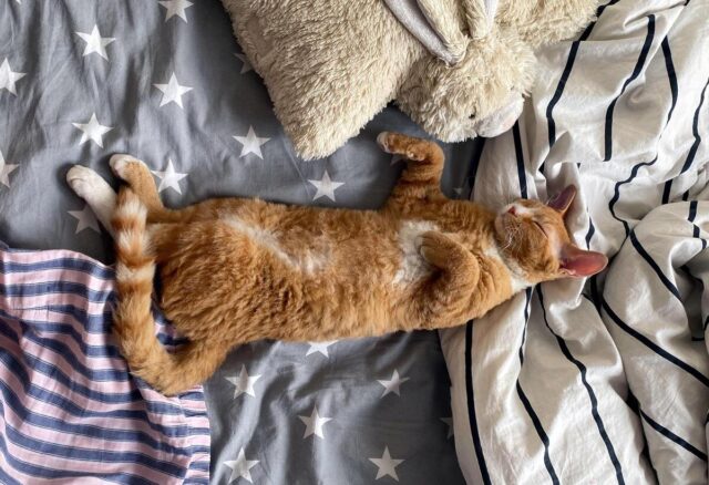 lambkin cat