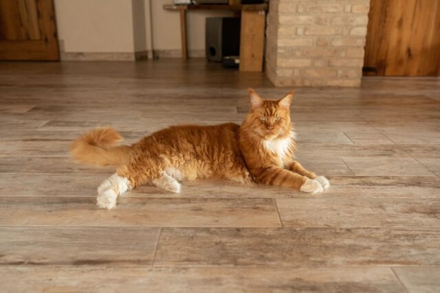 red maine coon